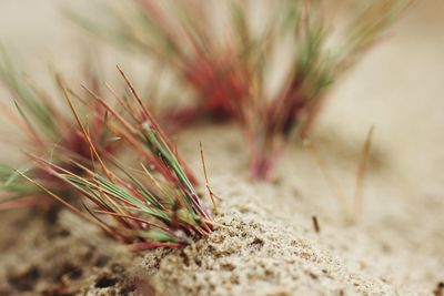 Close-up of plant on sand