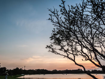 Low angle view of silhouette tree against sky during sunset