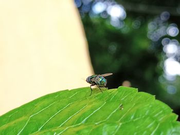 Close-up of fly on leaf