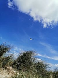 Low angle view of bird flying against sky