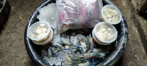 High angle view of fish on ice cream