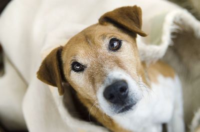 Close-up portrait of dog