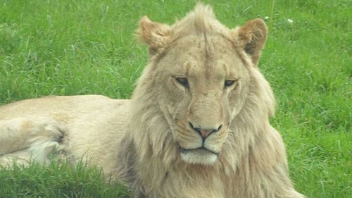 Portrait of lion relaxing on field