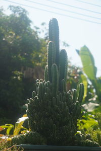 Close-up of cactus plant growing on field