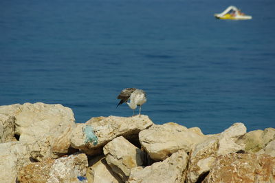 Seagull perching on rock in sea