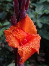 Close-up of raindrops on orange rose flower