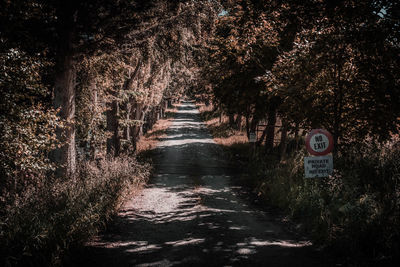 Road amidst trees and plants in forest