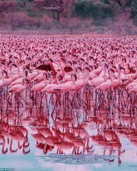 Birds in lake