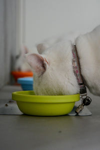 Close-up of dog with cat at home