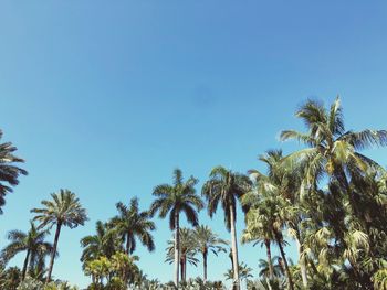 Low angle view of palm trees against clear blue sky