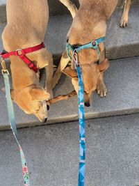 High angle view of dog with dogs