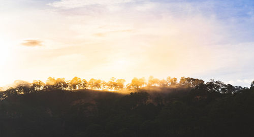 Silhouette trees in forest against sky during sunset