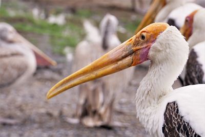 Close-up of bird with long beak