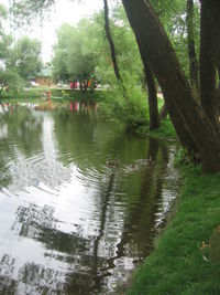 Scenic view of lake in forest