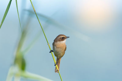 Close-up of bird perching on leaf