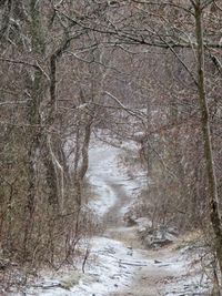 Bare trees by river in forest during winter