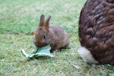 Close-up of rabbit eating leaf in yard