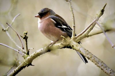 Close-up of bird perching on branch