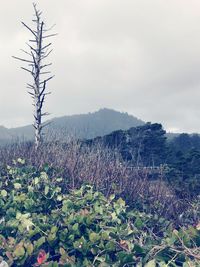 Plants growing on landscape against sky