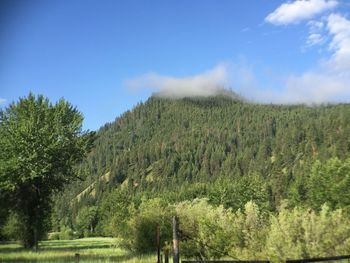 Panoramic view of trees in forest against sky