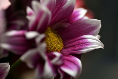 Close-up of pink daisy flower against black background