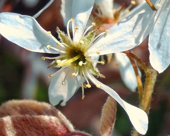 Close-up of white flowering plant