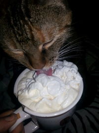 Close-up of cat
