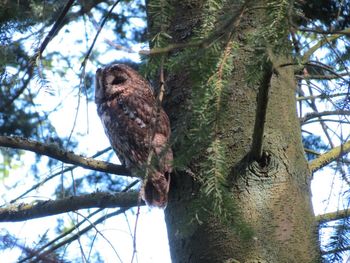 Low angle view of owl perching on tree