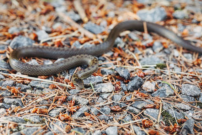 Close-up of lizard on field