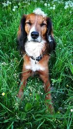 Portrait of dog on field