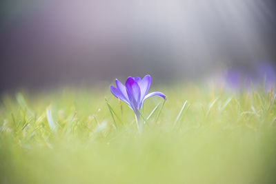 Close-up of purple crocus flowers on field