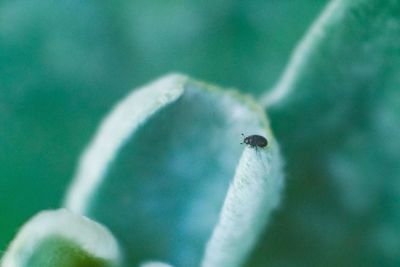 Close-up of insect on green leaf