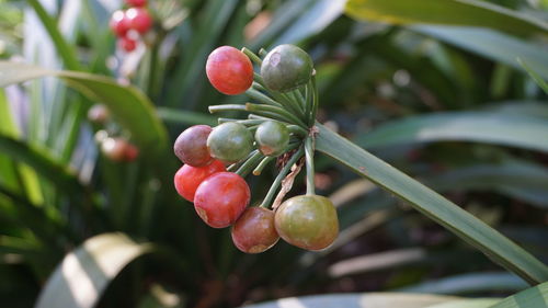 Close-up of cherries on tree