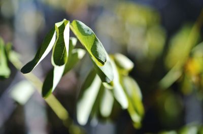 Close-up of plant