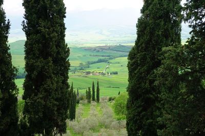 Scenic view of agricultural field