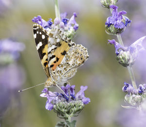 Close-up of butterfly on purple flower