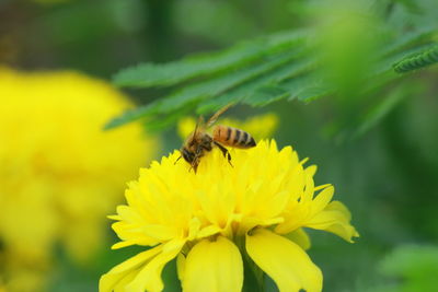 Close-up of bee pollinating on yellow flower