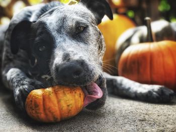 Close-up of dog