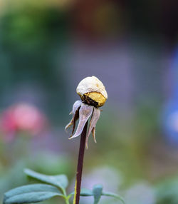 Close-up of wilted flower