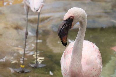 Close-up of duck in lake