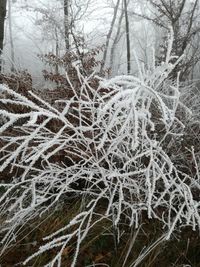 Full frame shot of snow covered trees