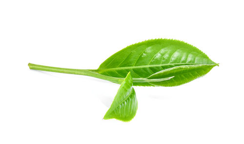 Close-up of fresh green leaf against white background