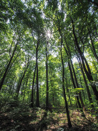 Low angle view of bamboo trees in forest