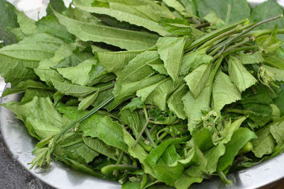 High angle view of green leaves