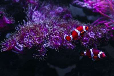 Close-up of fish swimming in sea