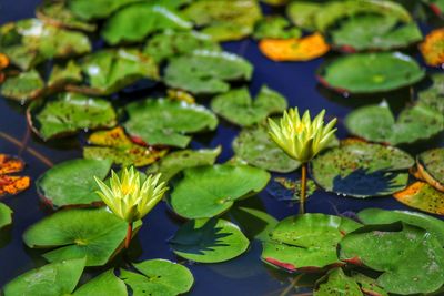 Close-up of lotus water lily in lake