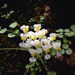 Close-up of white flowers blooming outdoors