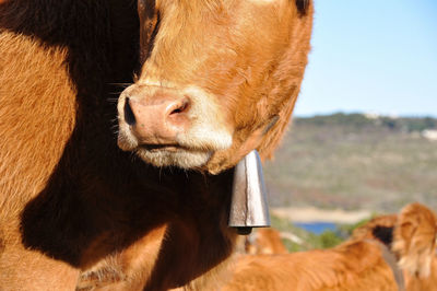 Close-up of a cow