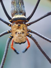 Close-up of insect on branch against sky