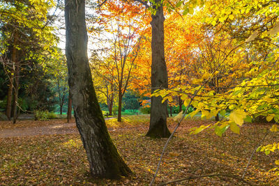 Autumn trees in a park